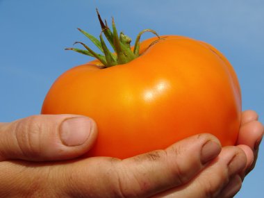 Big orange tomato clipart