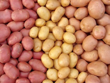 Harvested potato tubers clipart