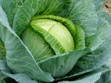 Growing cabbage clipart