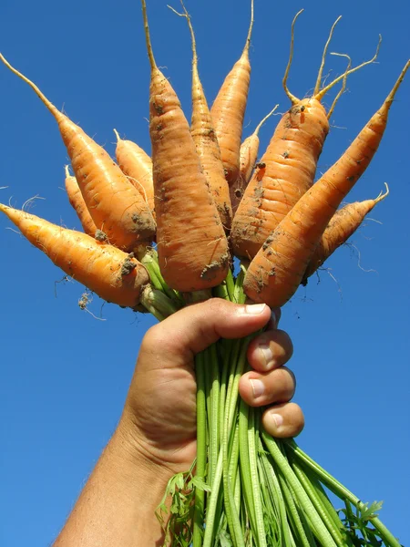 Hand met wortelen — Stockfoto