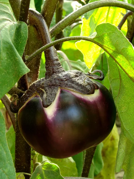 Eggplant fruit — Stock Photo, Image
