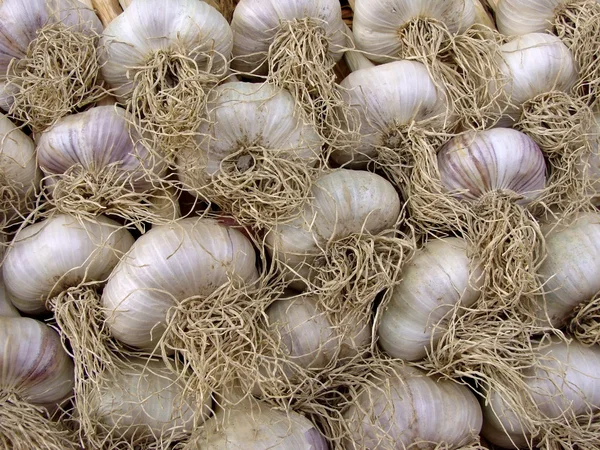 Lampadine di aglio — Foto Stock