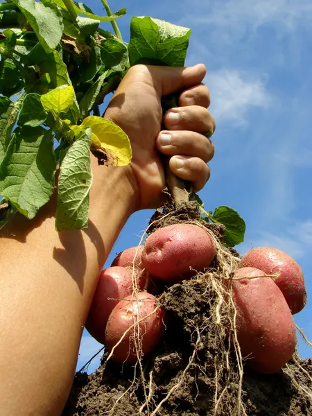 Hand mit Kartoffelpflanze — Stockfoto
