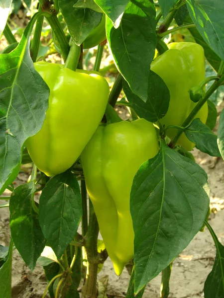 Pepper plant — Stock Photo, Image