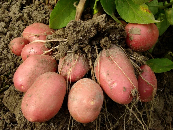Картофельные клубни — стоковое фото