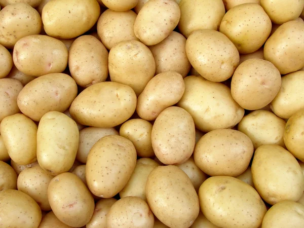 Tubercules de pommes de terre récoltés — Photo