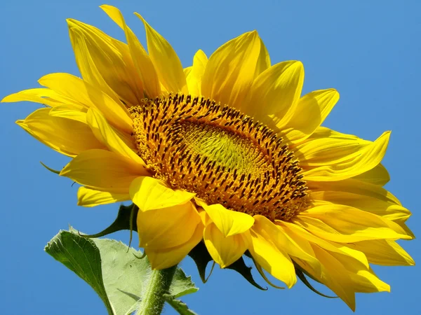Słonecznik — Zdjęcie stockowe