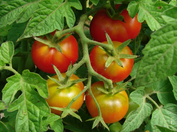 Um monte de tomates. — Fotografia de Stock