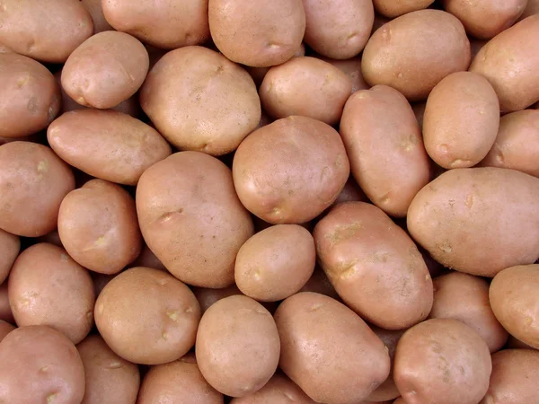 Tubérculos de patata cosechados — Foto de Stock