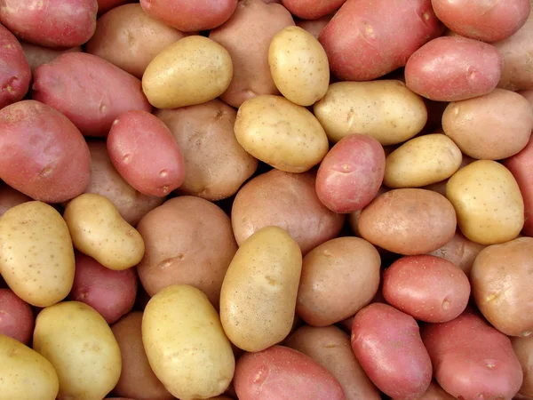 Tuberi di patate raccolti — Foto Stock