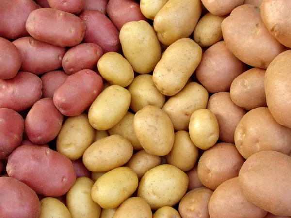 Geerntete Kartoffelknollen — Stockfoto