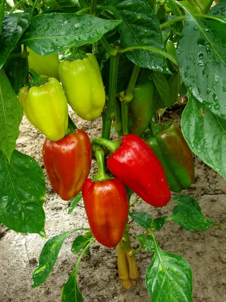 Pepper plant after watering — Stok fotoğraf