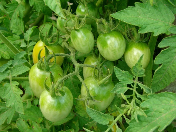 Зелені помідори — стокове фото