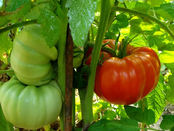 Giant tomatoes — Stok fotoğraf