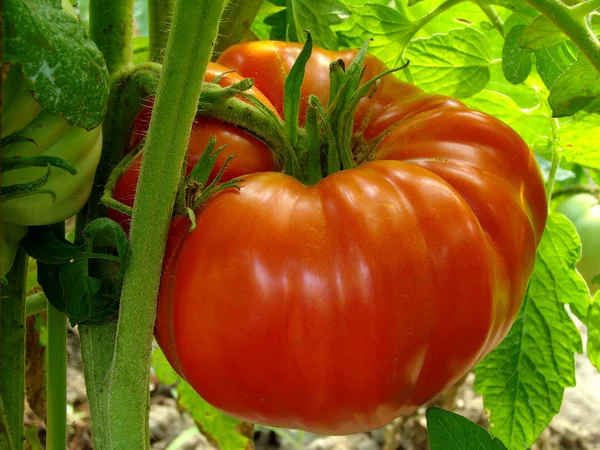 Червоні гіганти томатний — стокове фото