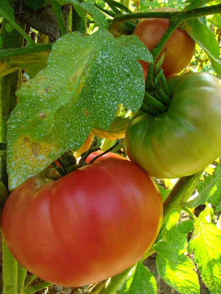 Розовые помидоры — стоковое фото