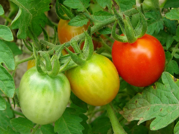 Bouquet de tomates — Photo
