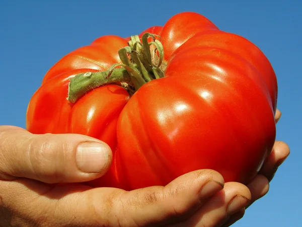 Ντομάτα κόκκινο γίγαντα — Φωτογραφία Αρχείου
