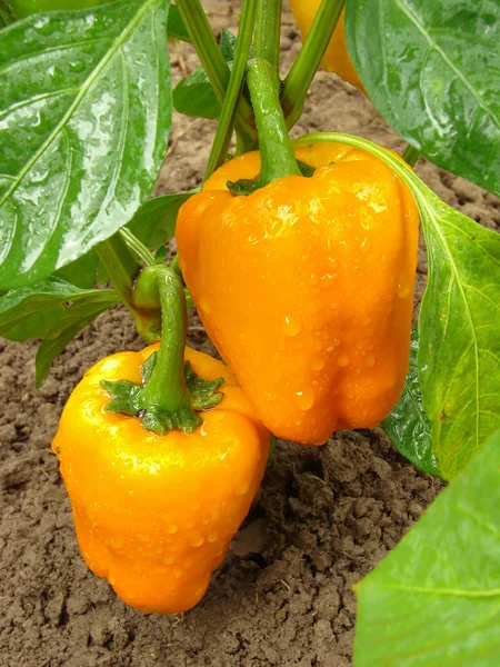Oranžové papriky — Stock fotografie