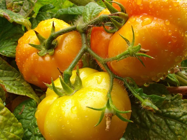 Üç domates — Stok fotoğraf