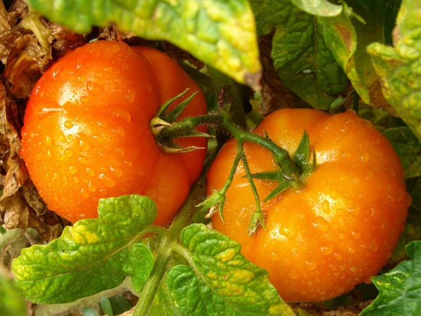 Dos tomates naranjas — Foto de Stock