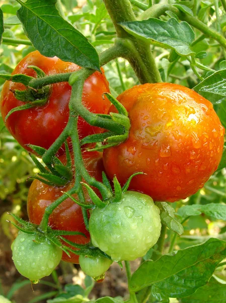 Hromada rajčat — Stock fotografie