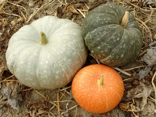 Three colorful pumpkins — Stock Photo, Image
