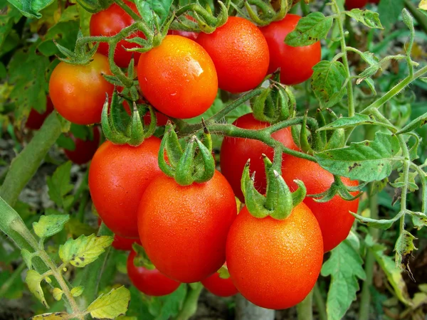 Ramo de tomates — Foto de Stock