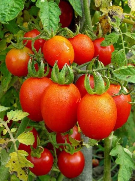 Bir avuç domates. — Stok fotoğraf