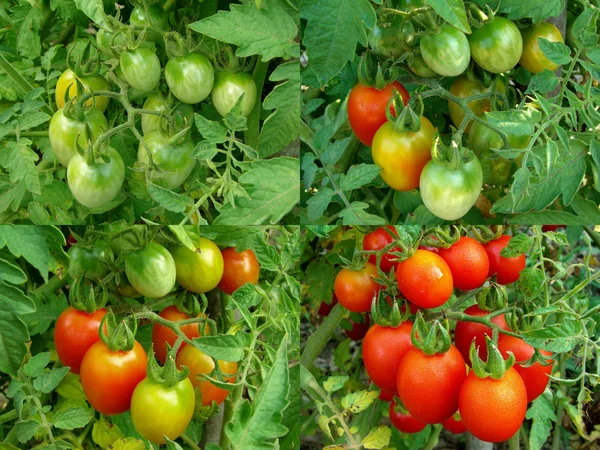 Vier Stadien der Tomatenreife — Stockfoto