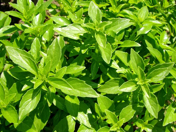 Zielonej bazylii z ząbek zapach — Zdjęcie stockowe