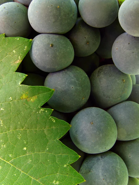 Grape cluster with leaf — Stock Photo, Image