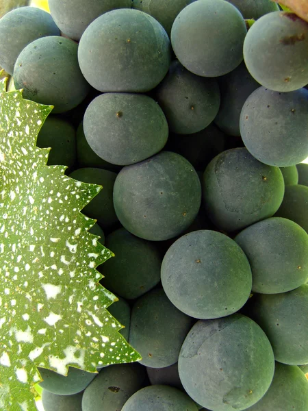 Виноградное скопление с листьями — стоковое фото