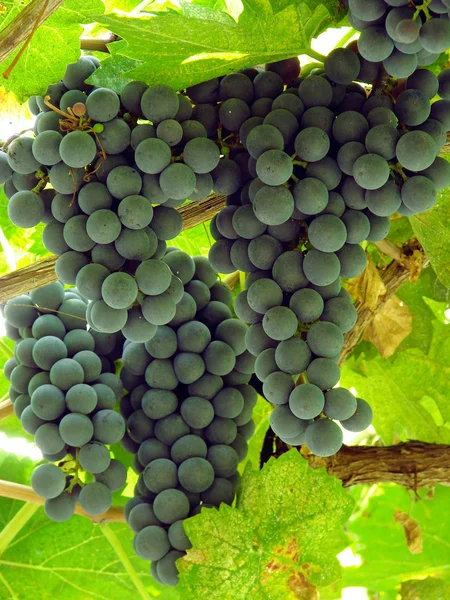 Sunny grape clusters — Stock Photo, Image