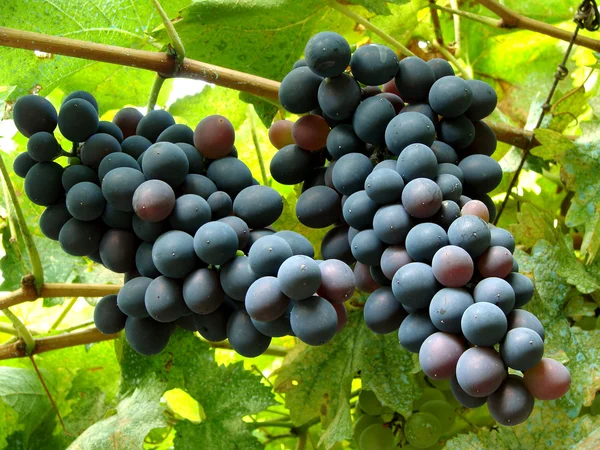 Aglomerados de uvas em amadurecimento — Fotografia de Stock