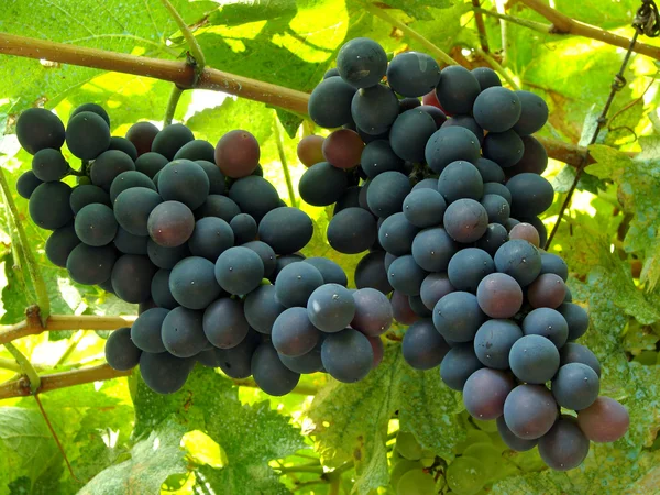 Two grape clusters — Stock Photo, Image