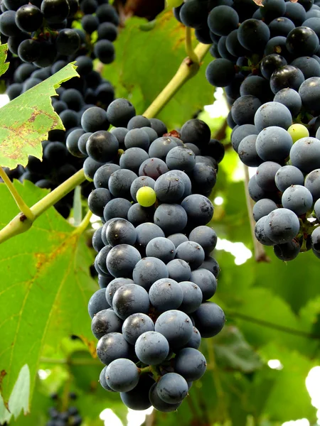Black grape — Stock Photo, Image