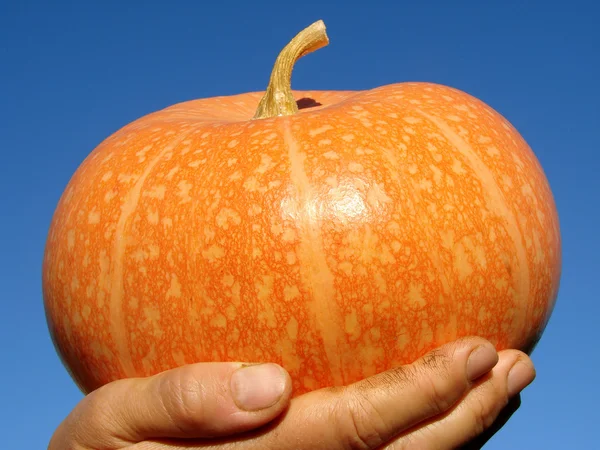 Hand with pumpkin — Stock Photo, Image