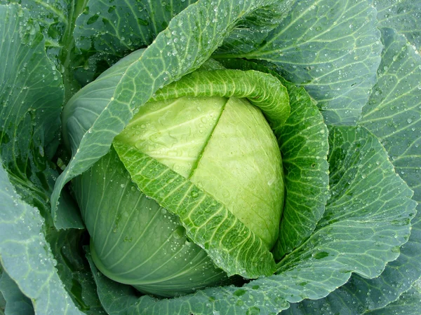 Growing cabbage — Stockfoto