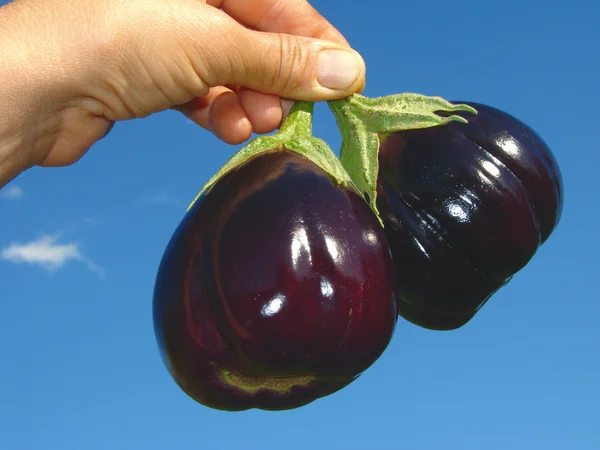 Eggplants in hand — Stock Photo, Image
