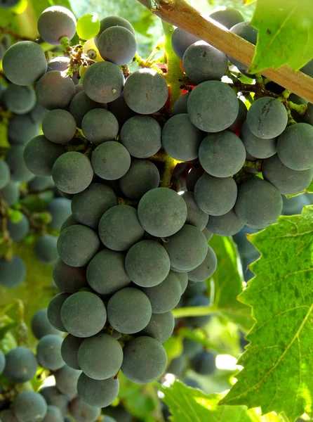 Ripening grape — Stock Photo, Image