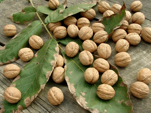 Walnuts with leaves — Stock Photo, Image