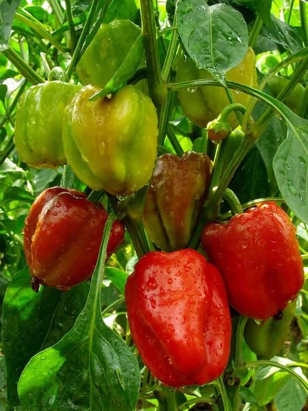 Pepper plant after watering — Stock Photo, Image
