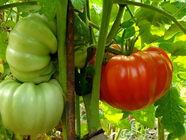Kırmızı Dev domates — Stok fotoğraf