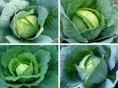 Cabbages set clipart