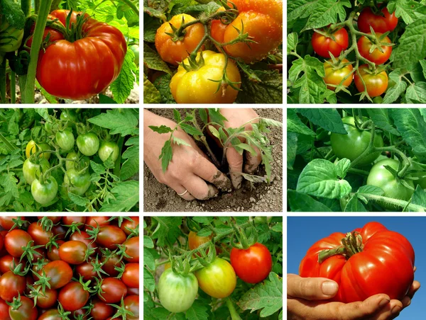 Tomatoes set — Stock Photo, Image