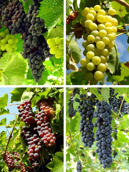 Colagem de uvas — Fotografia de Stock