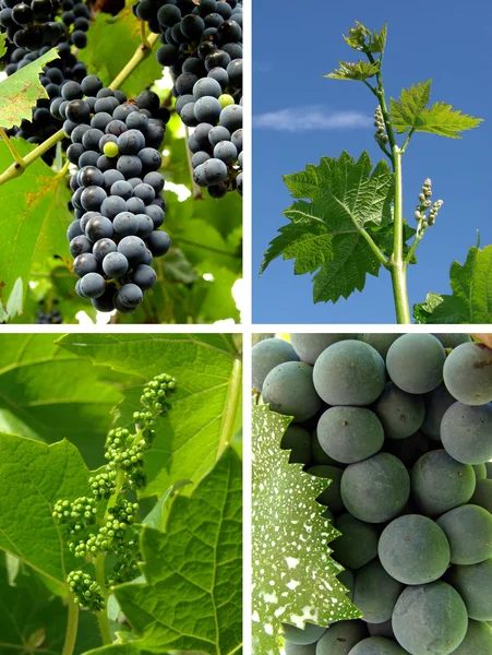 Grapes collage — Stock Photo, Image