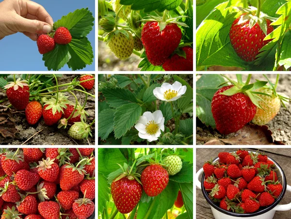 stock image Strawberries collection