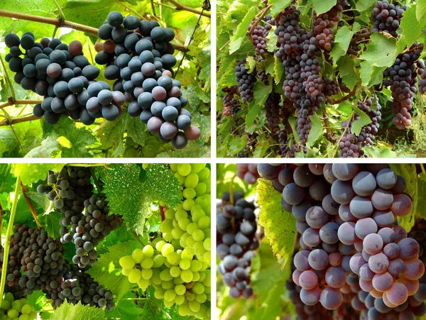 Grapes collection — Stock Photo, Image